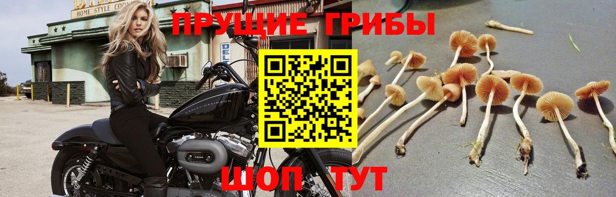 Галлюциногенные грибы GOLDEN TEACHER Ачхой-Мартан